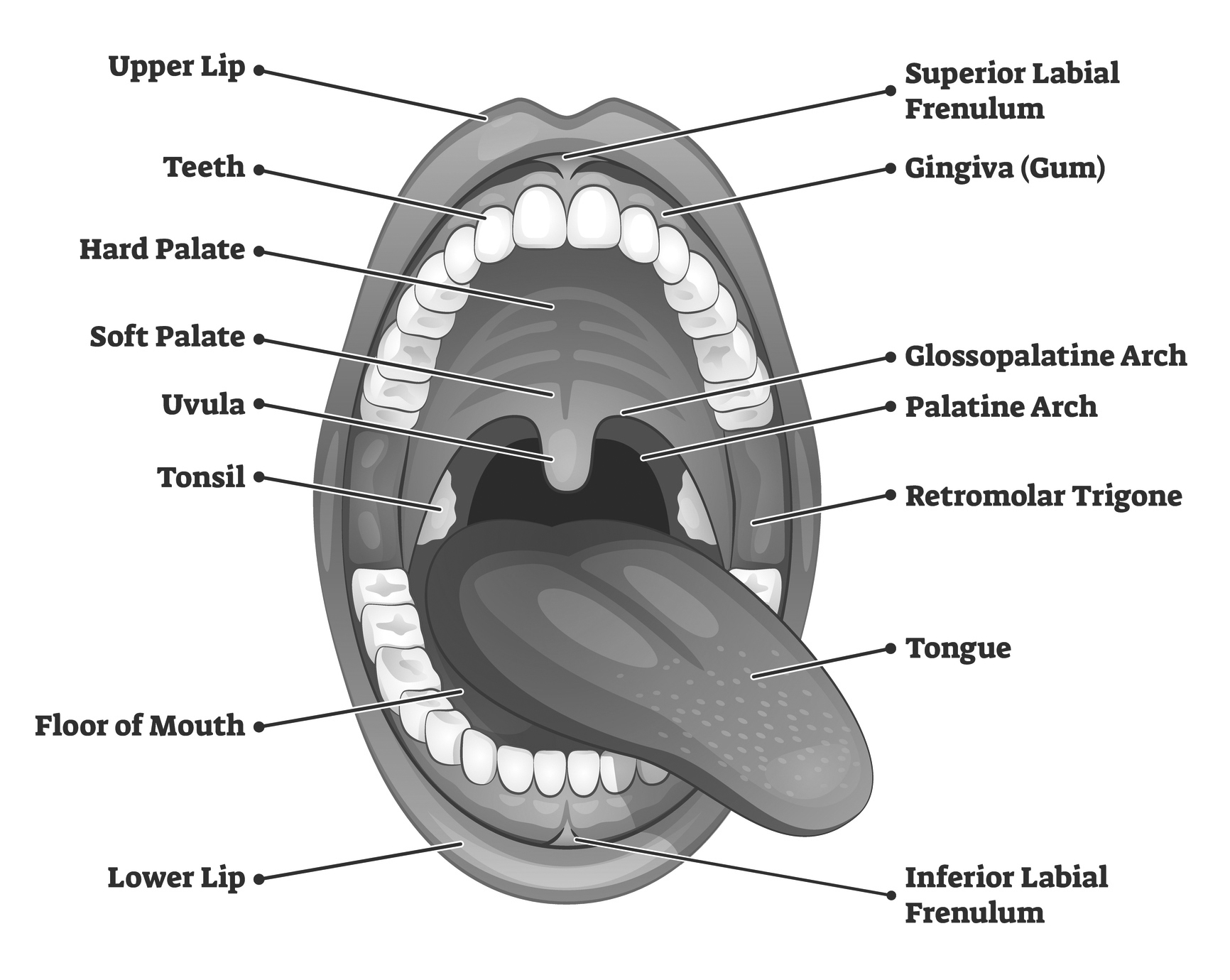 Oral Cavity Definition Anatomy Functions Diagram | My XXX Hot Girl